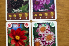 dahlia10