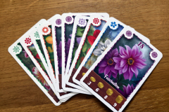 dahlia7