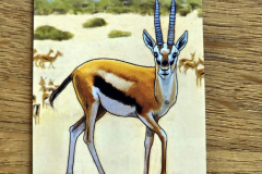 savanna2