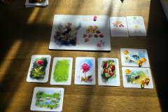 fairy8