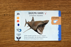 sharks8