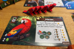amazonia8