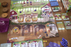 vineyard1