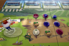 vineyard6